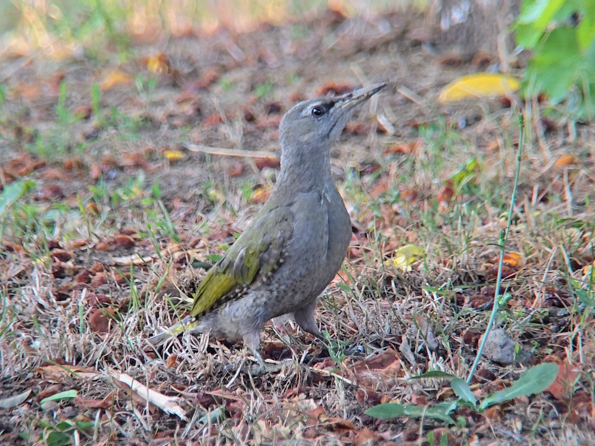 Gray-headed Woodpecker - ML621874931