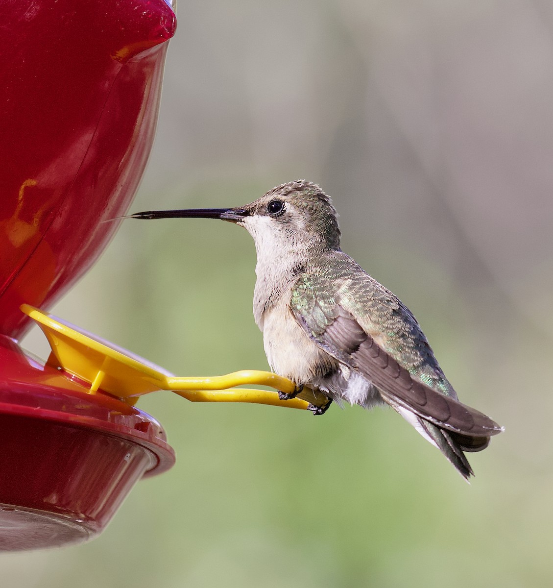 hummingbird sp. - ML621874934