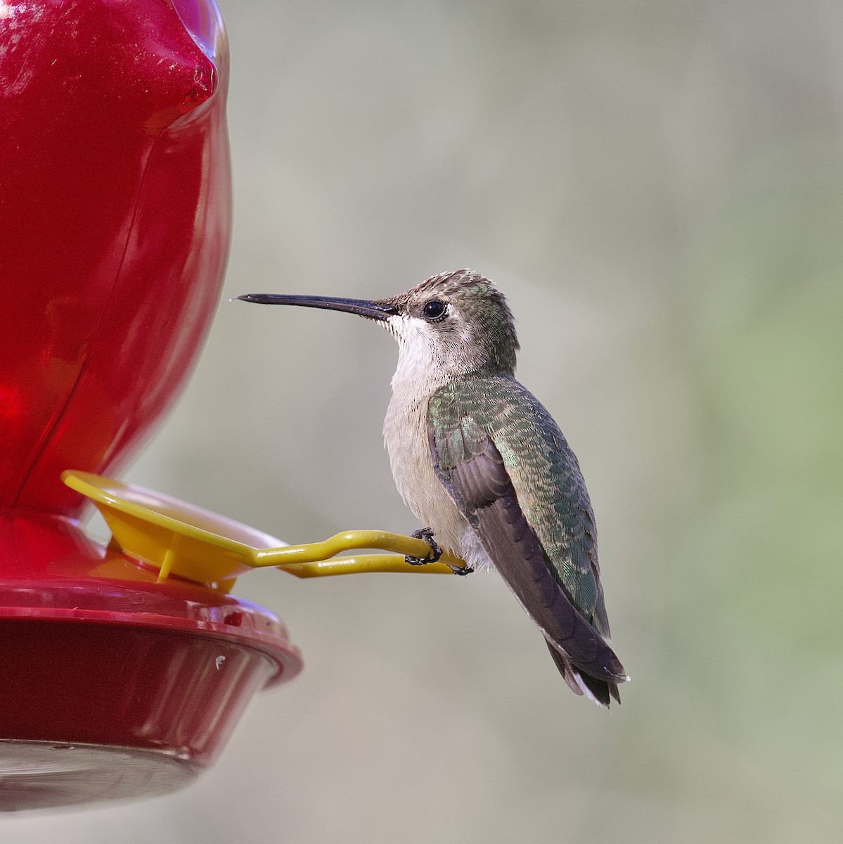 tanımsız Trochilidae sp. - ML621874935