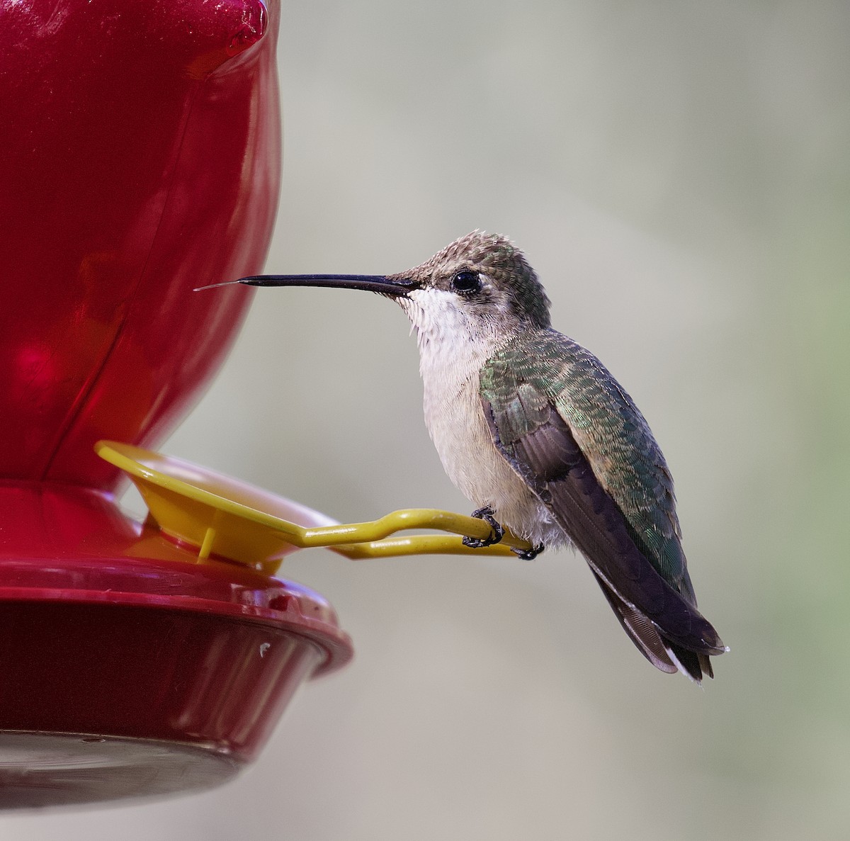 tanımsız Trochilidae sp. - ML621874936