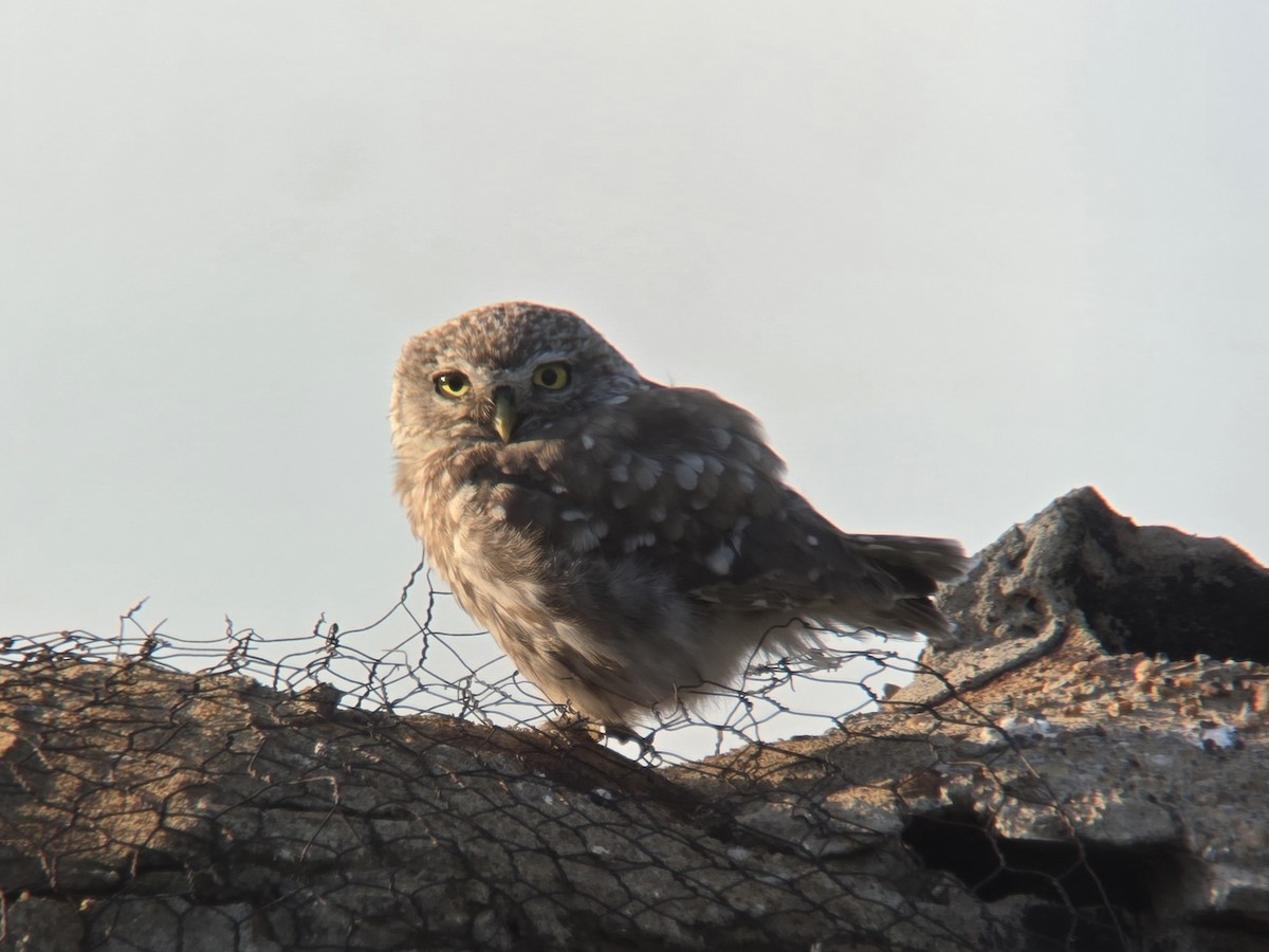 Little Owl - ML621874948