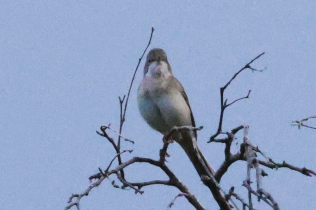 Greater Whitethroat - ML621874952