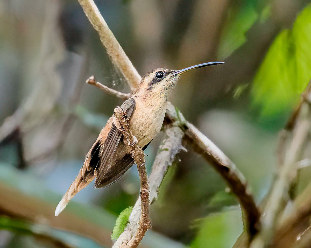 Stripe-throated Hermit - ML621874970