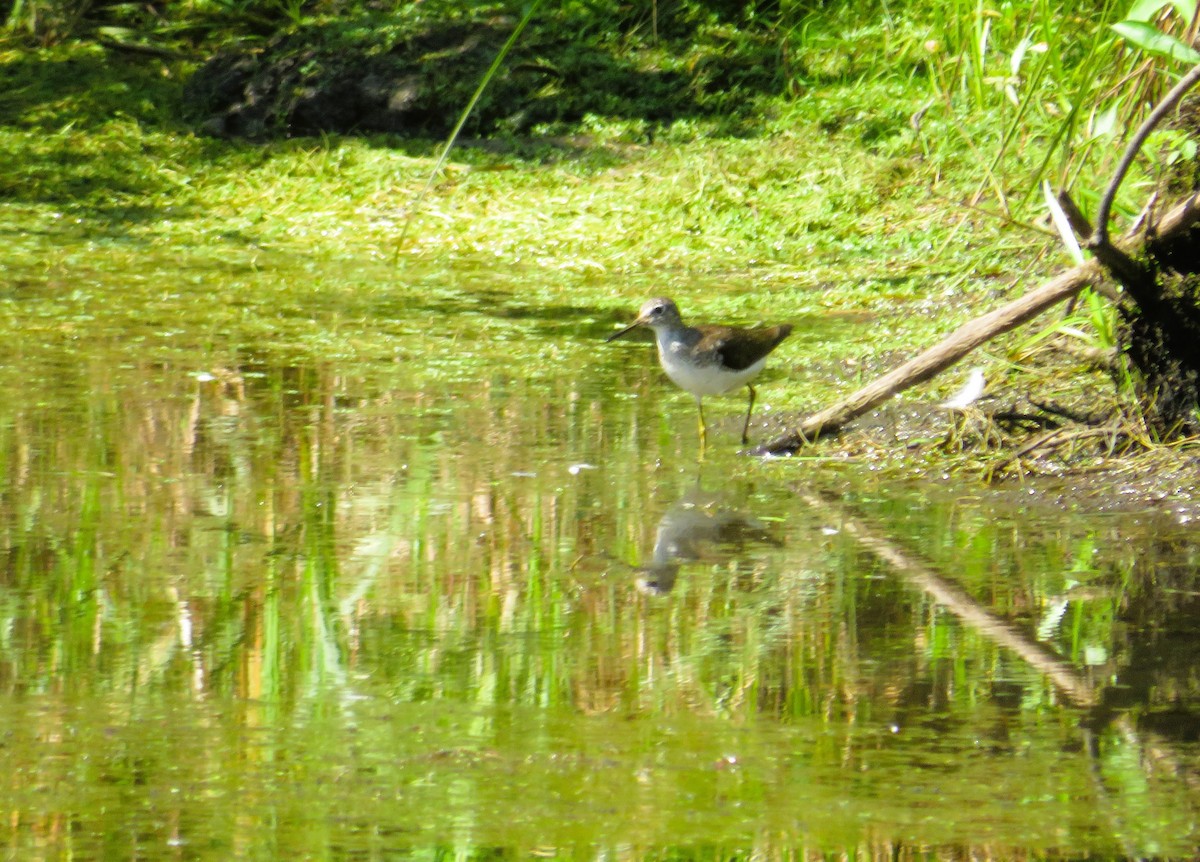 Solitary Sandpiper - ML621875004