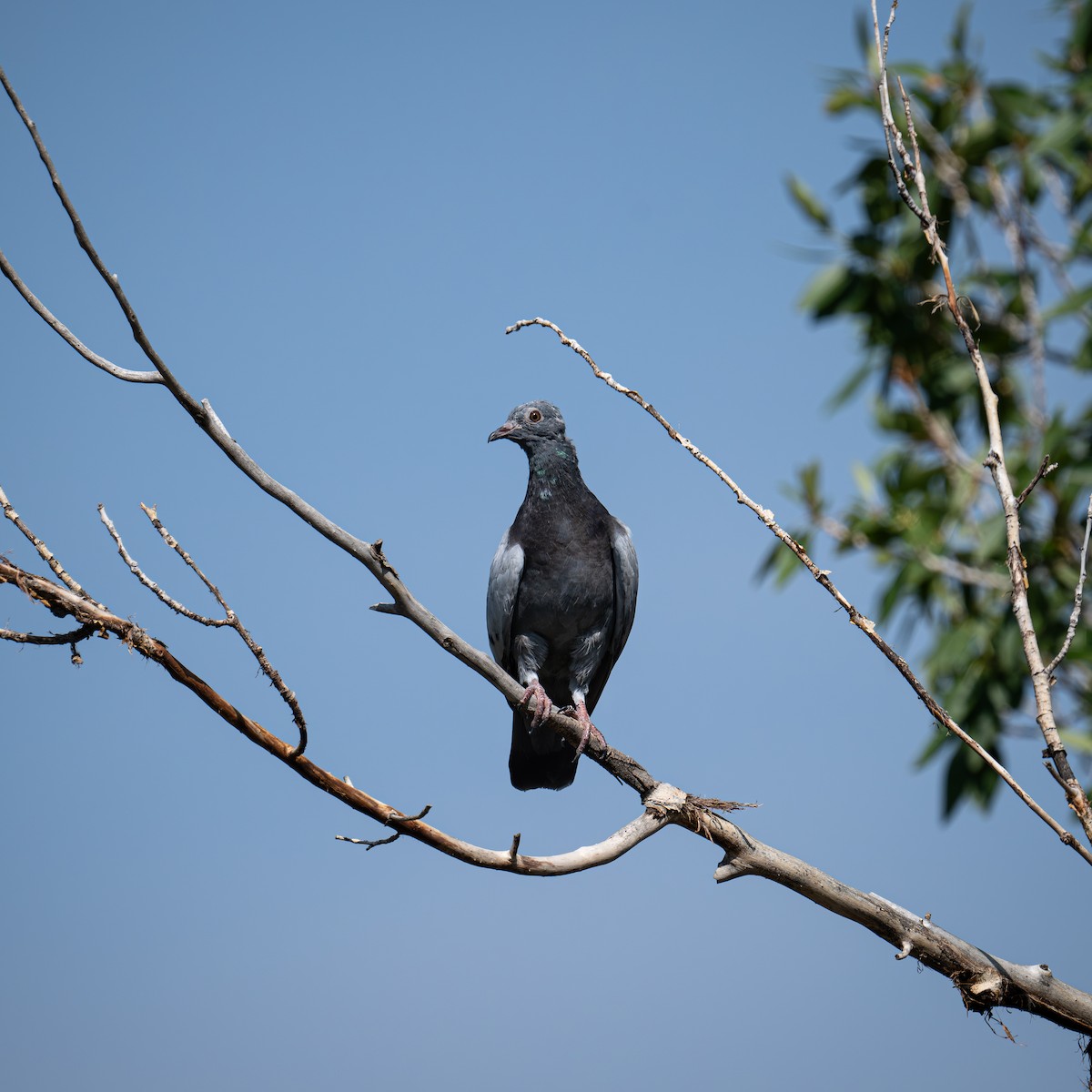 Rock Pigeon (Feral Pigeon) - ML621875007