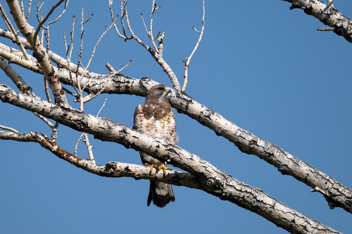 Swainson's Hawk - ML621875020