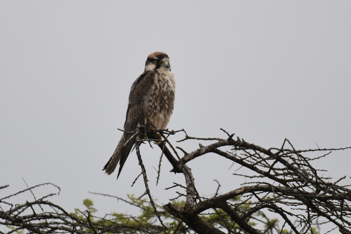 Lanner Falcon - ML621875042