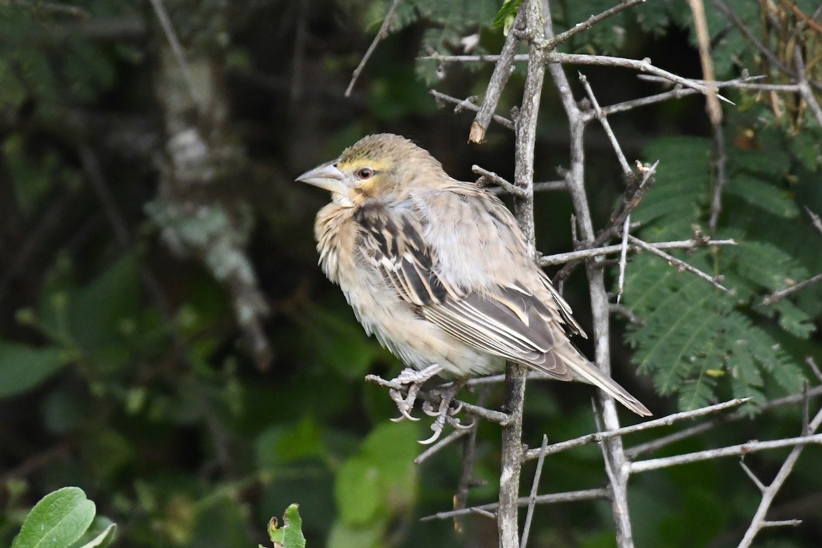 Chestnut Weaver - ML621875050