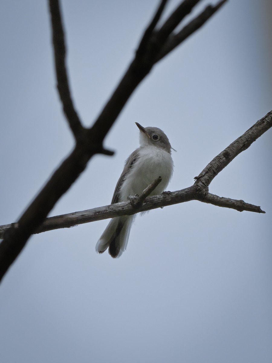 Blue-gray Gnatcatcher - ML621875051