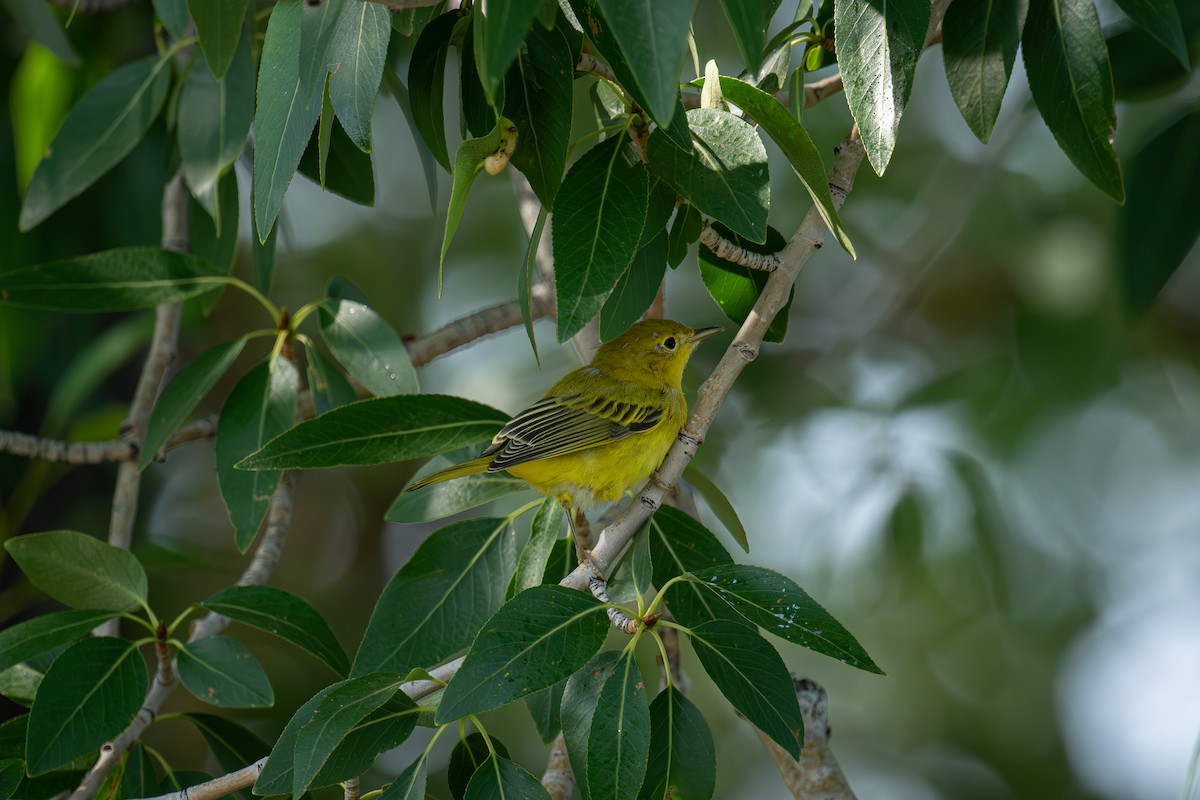 Yellow Warbler - ML621875054