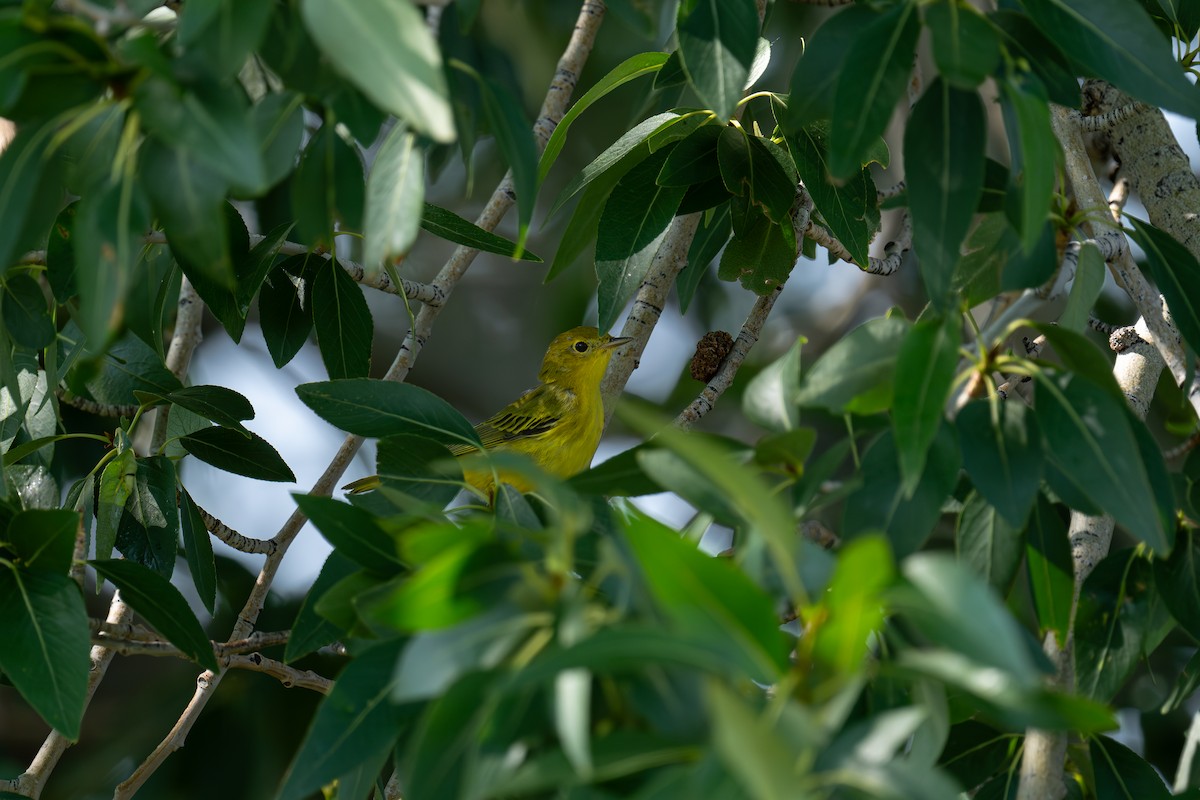 Yellow Warbler - ML621875055