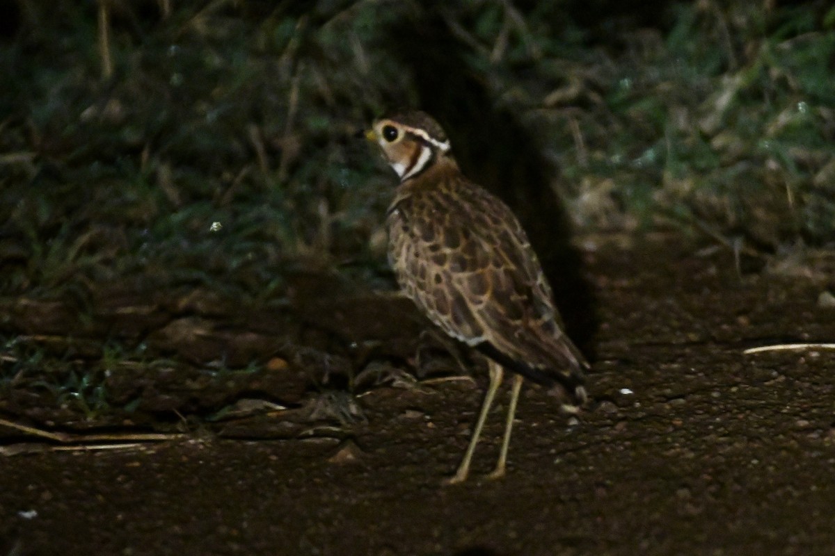 Three-banded Courser - ML621875060