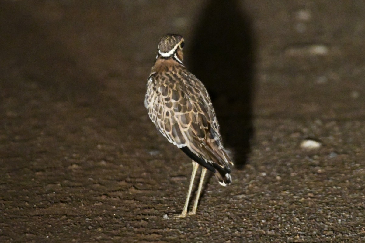 Three-banded Courser - Tim Healy