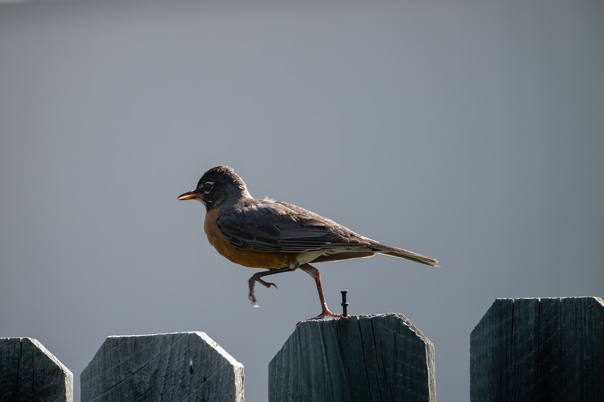 American Robin - Liz Young