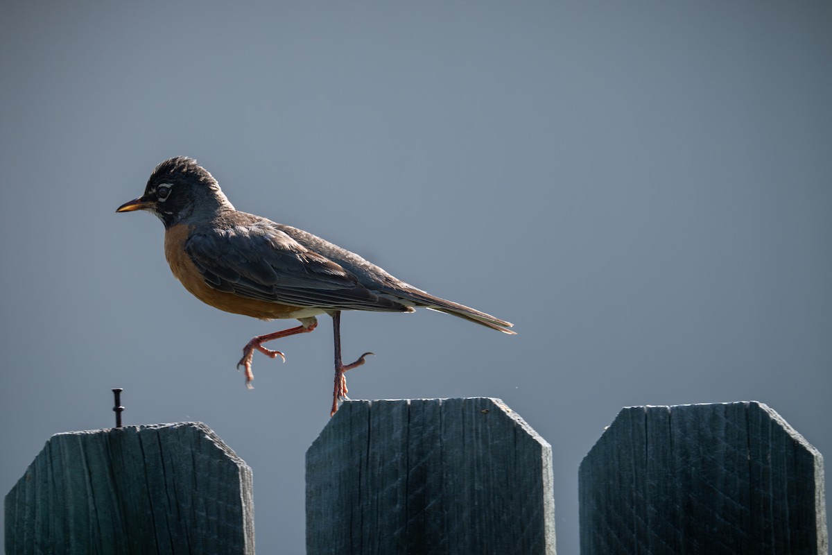 American Robin - ML621875067