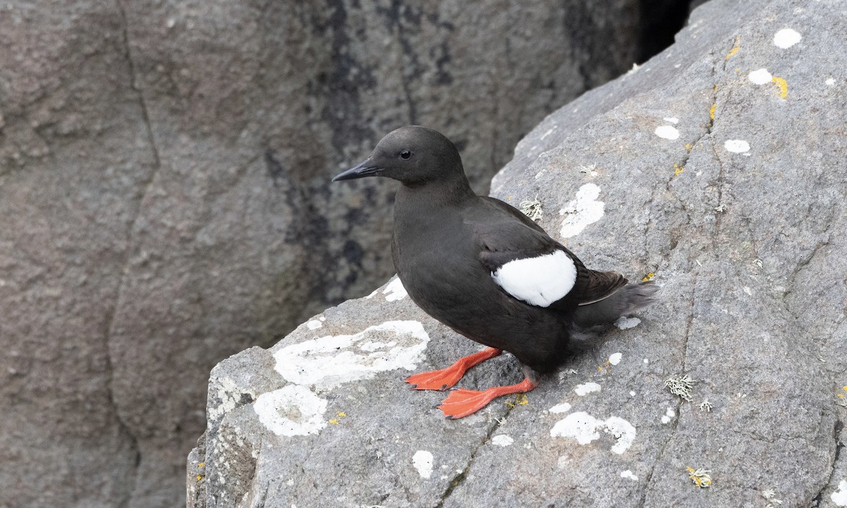 Black Guillemot - ML621875079