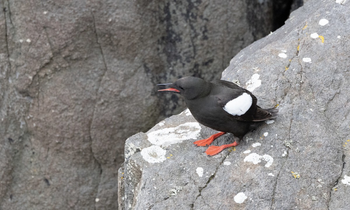 Black Guillemot - ML621875082