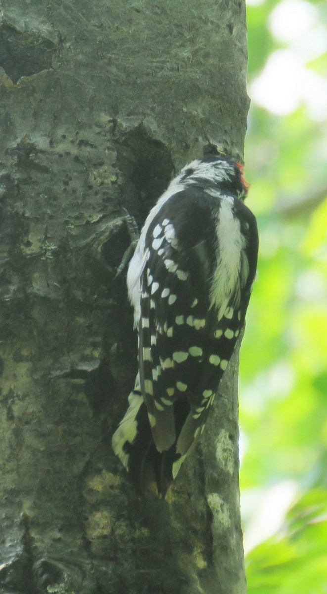 Downy Woodpecker - ML621875113