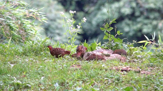 Chinese Bamboo-Partridge - ML621875116