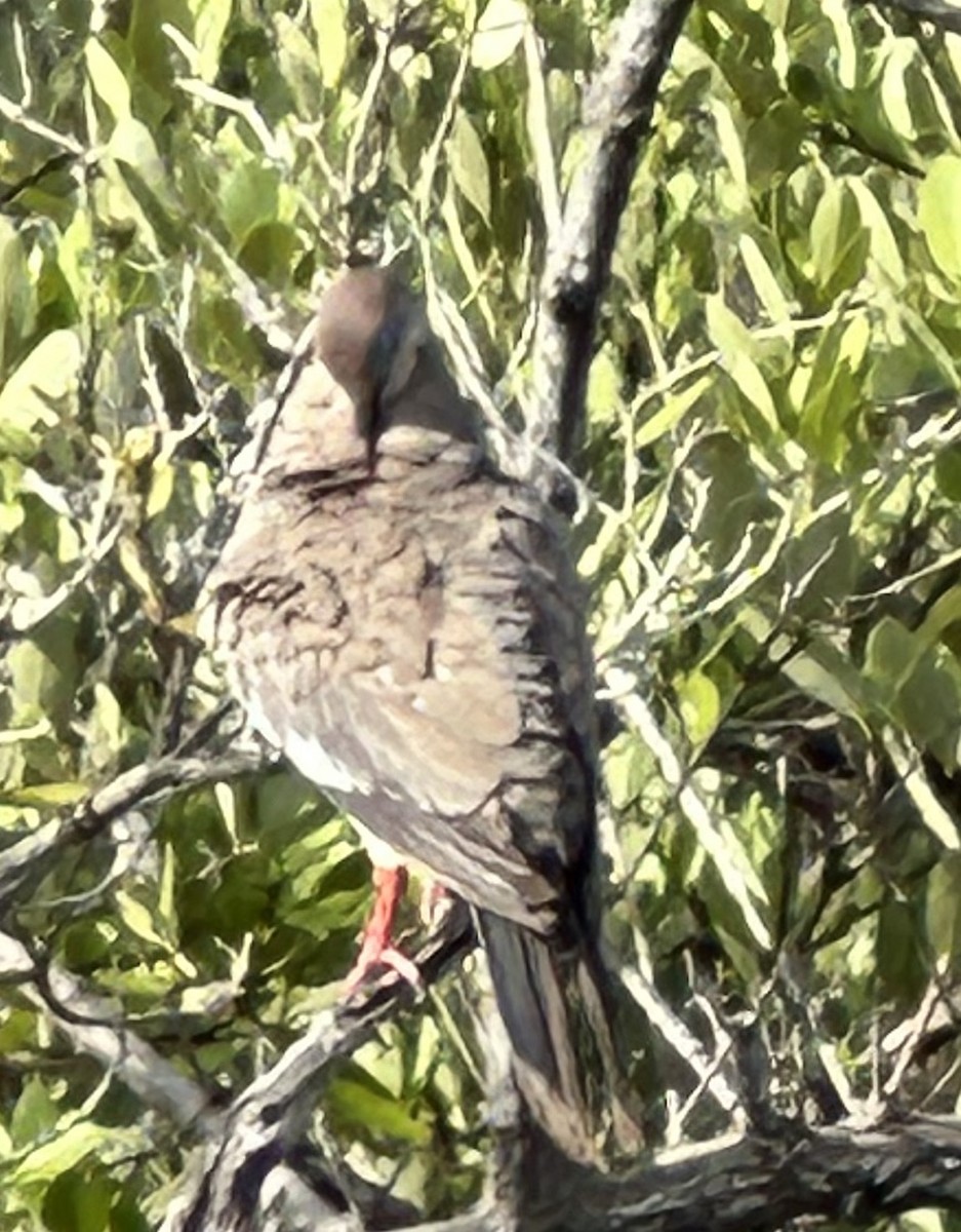 White-winged Dove - ML621875149