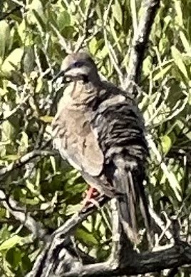 White-winged Dove - ML621875150