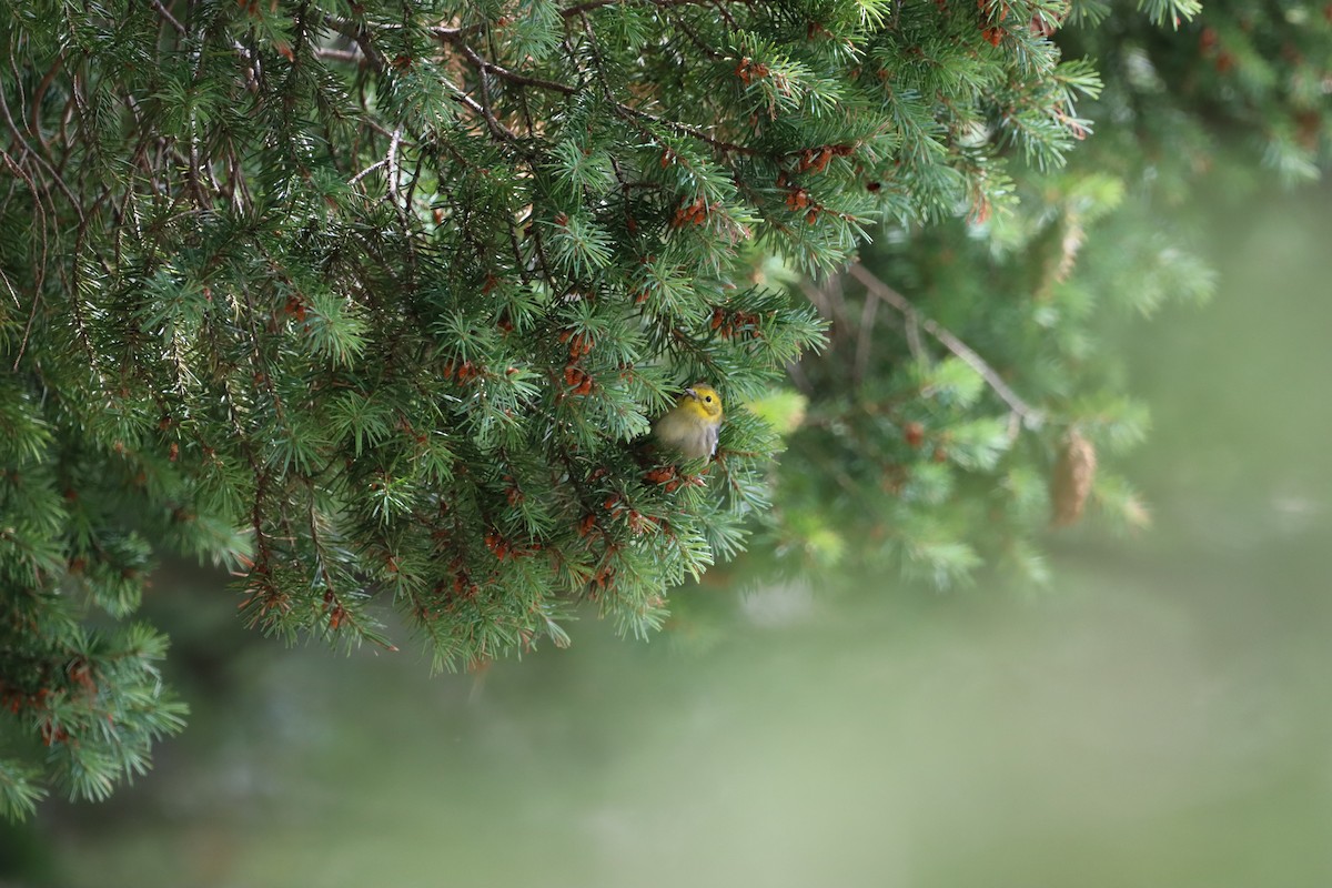 Reinita Cabecigualda - ML621875163