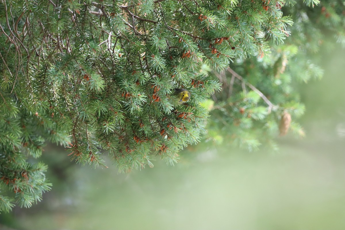 Reinita Cabecigualda - ML621875164