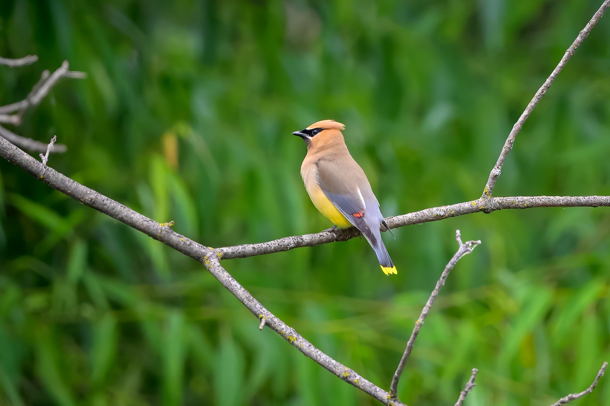 Cedar Waxwing - ML621875167