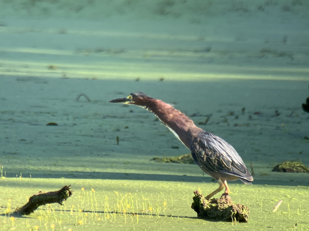 Green Heron - ML621875179