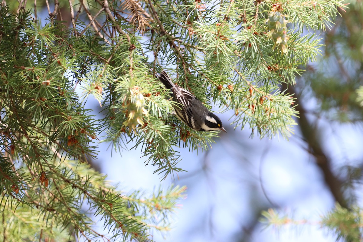 Reinita Gris - ML621875181