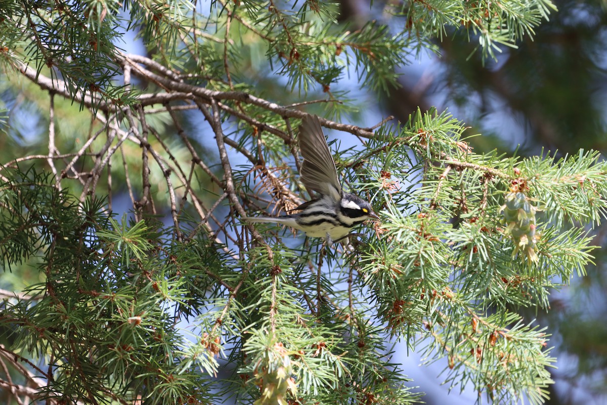 Reinita Gris - ML621875182