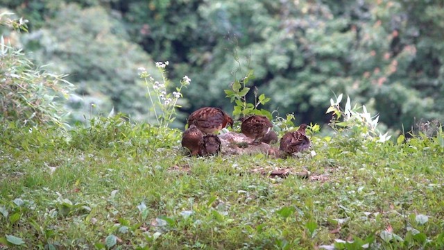 Sichuan Partridge - ML621875215