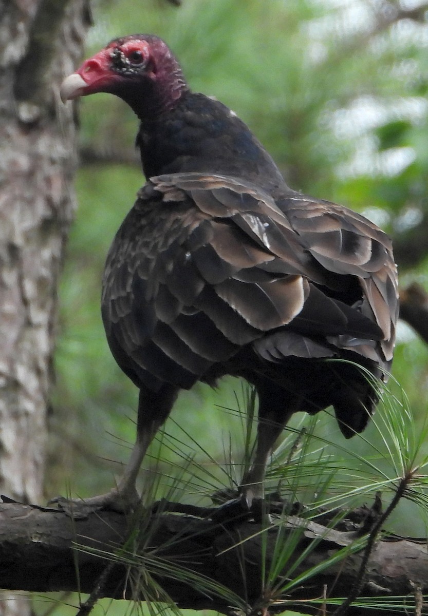 Turkey Vulture - ML621875242