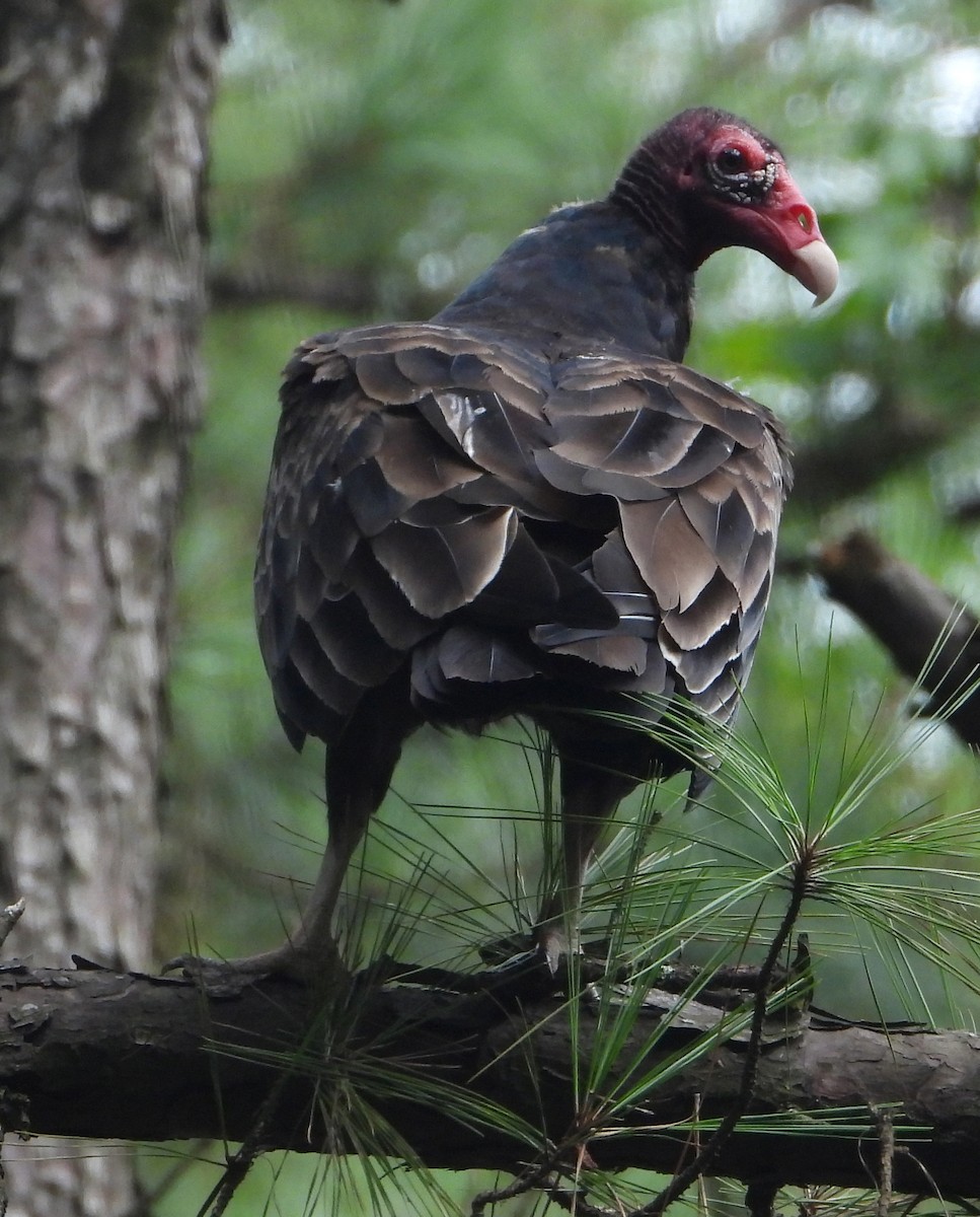 Turkey Vulture - ML621875243