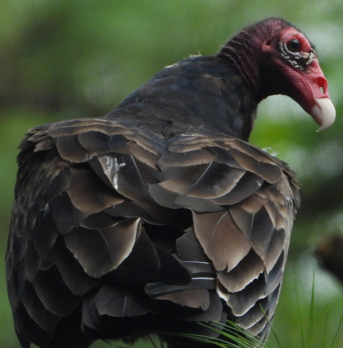 Turkey Vulture - ML621875244