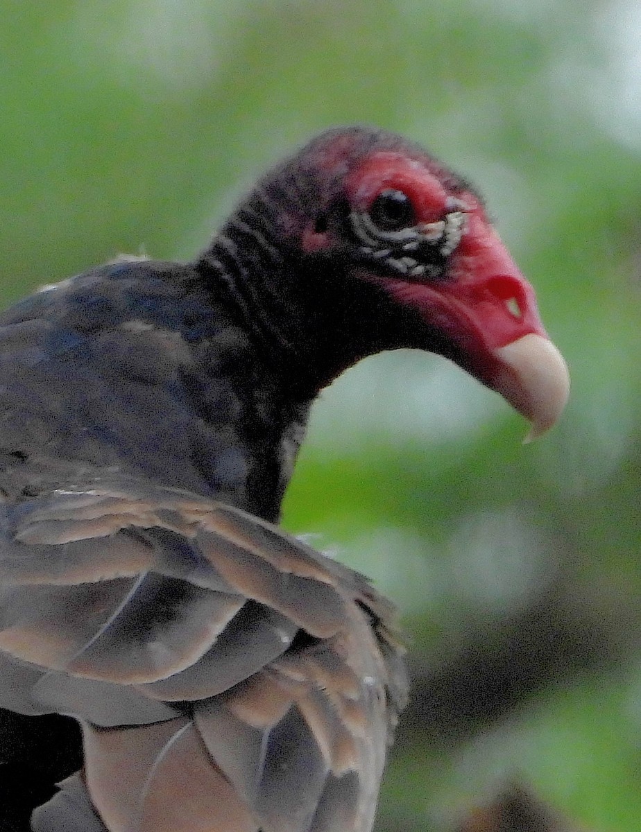 Turkey Vulture - Jay Huner