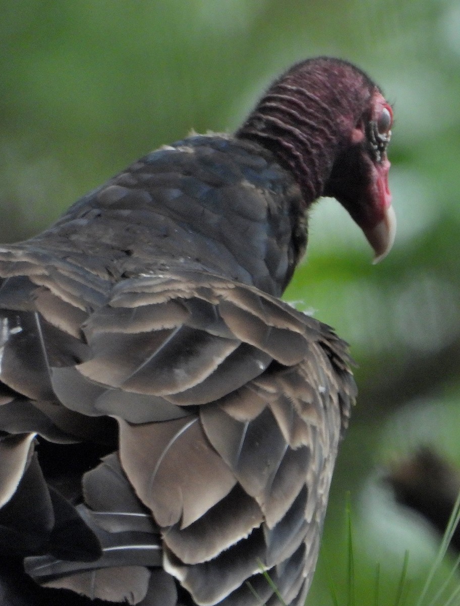 Turkey Vulture - ML621875257