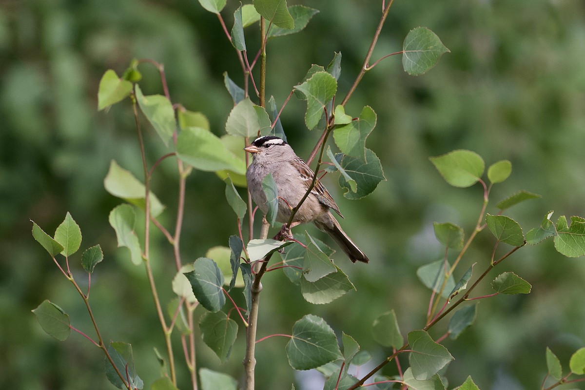 White-crowned Sparrow - ML621875261