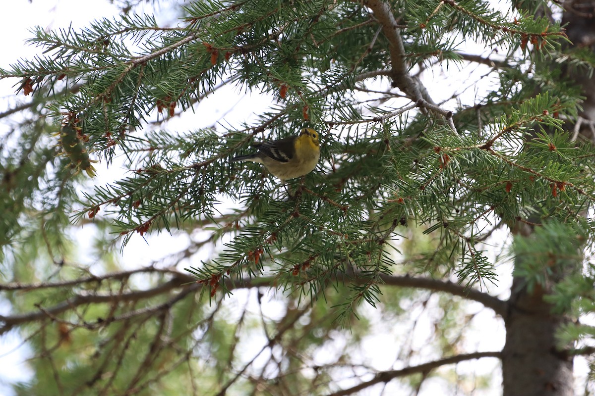 Reinita Cabecigualda - ML621875269