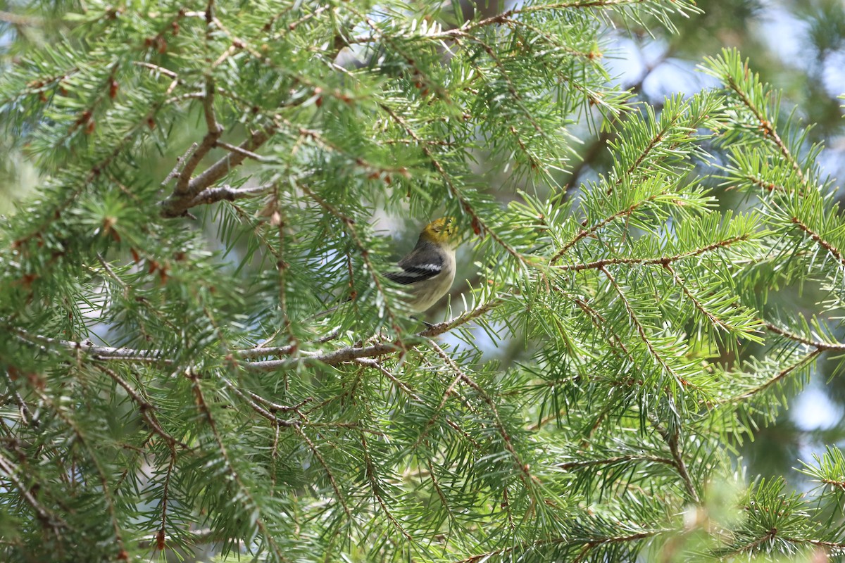 Reinita Cabecigualda - ML621875270