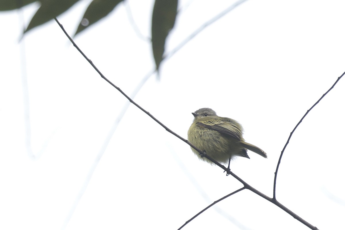 Slender-footed Tyrannulet - ML621875288