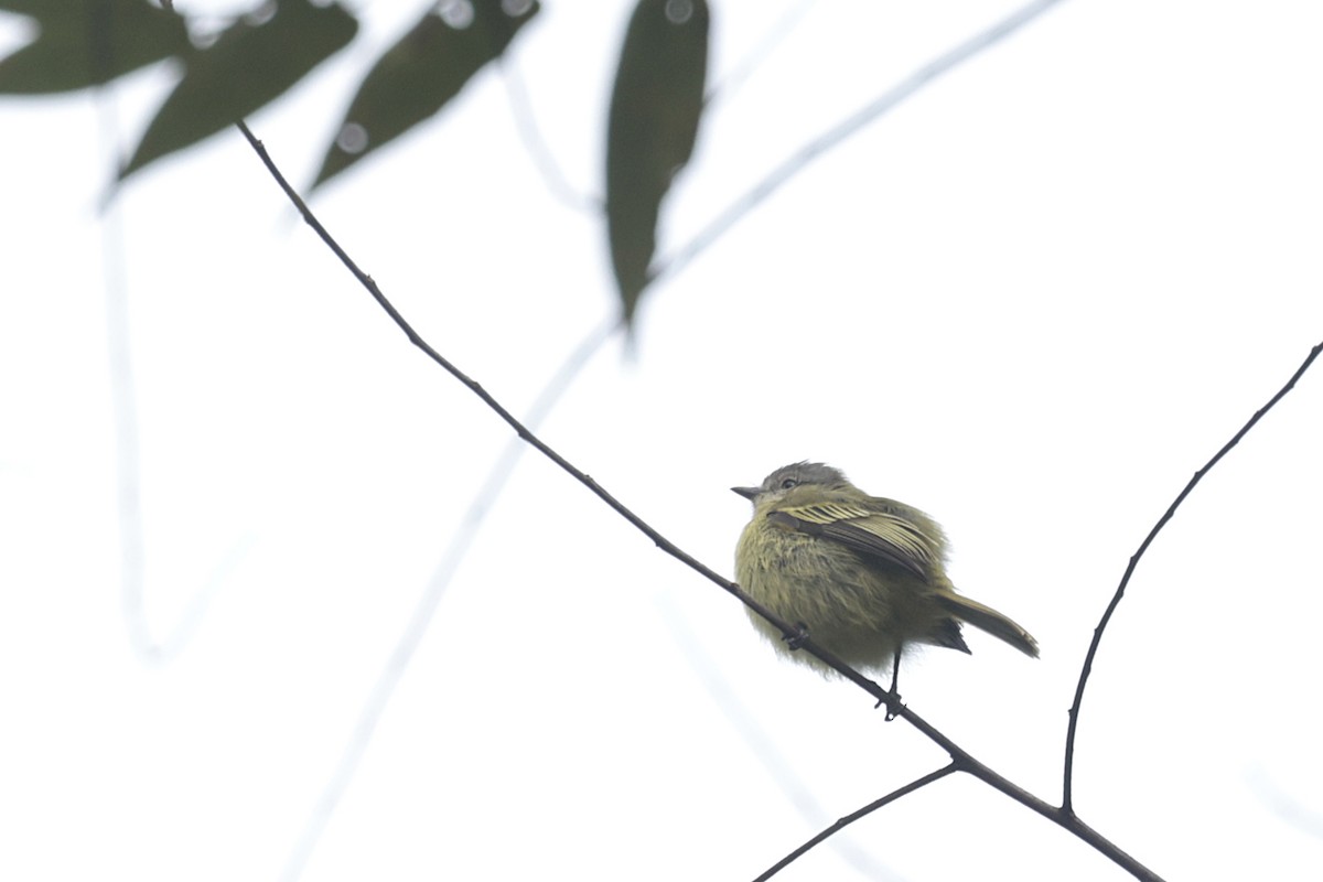 Slender-footed Tyrannulet - ML621875289