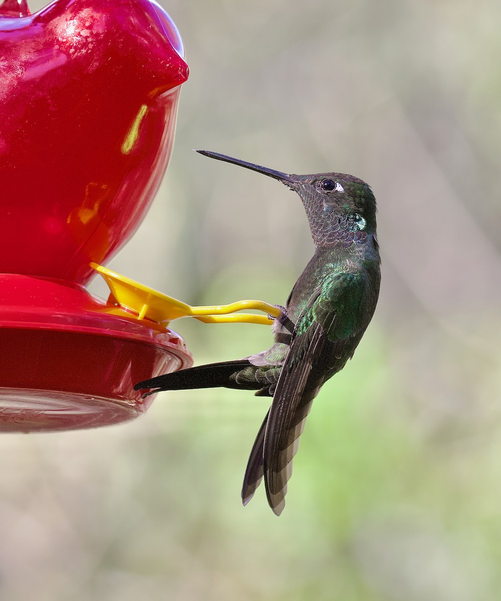 Rivoli's Hummingbird - ML621875340