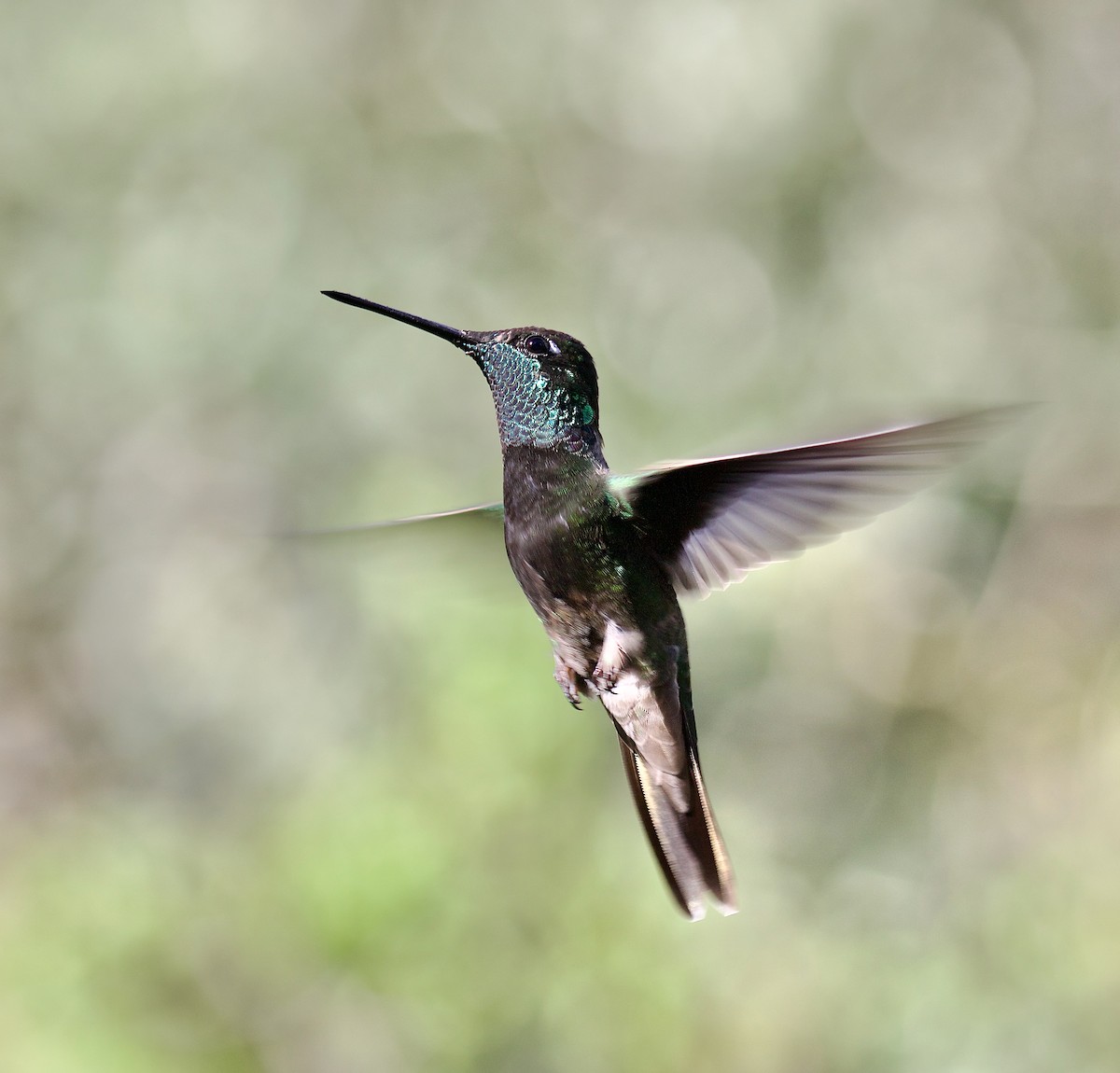Rivoli's Hummingbird - ML621875341