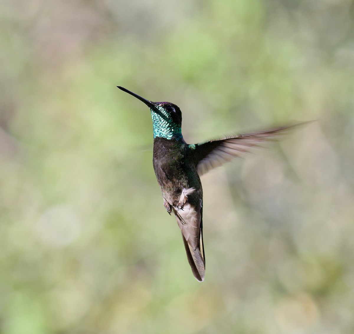 Rivoli's Hummingbird - ML621875342