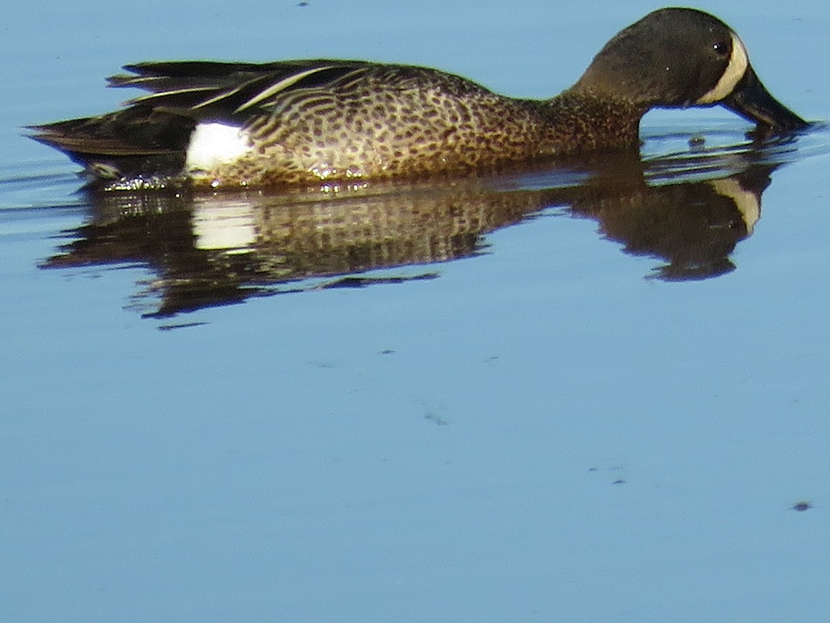 Blue-winged Teal - ML621875362