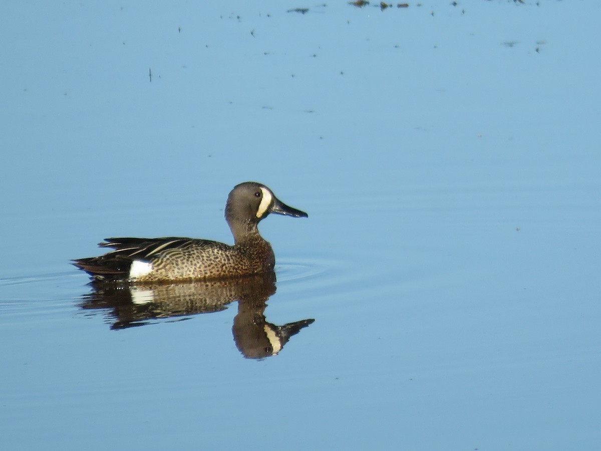 Blue-winged Teal - ML621875382