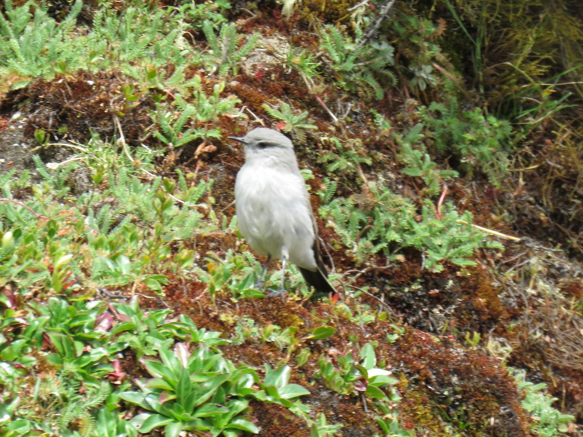 Cinereous Ground-Tyrant - ML621875389