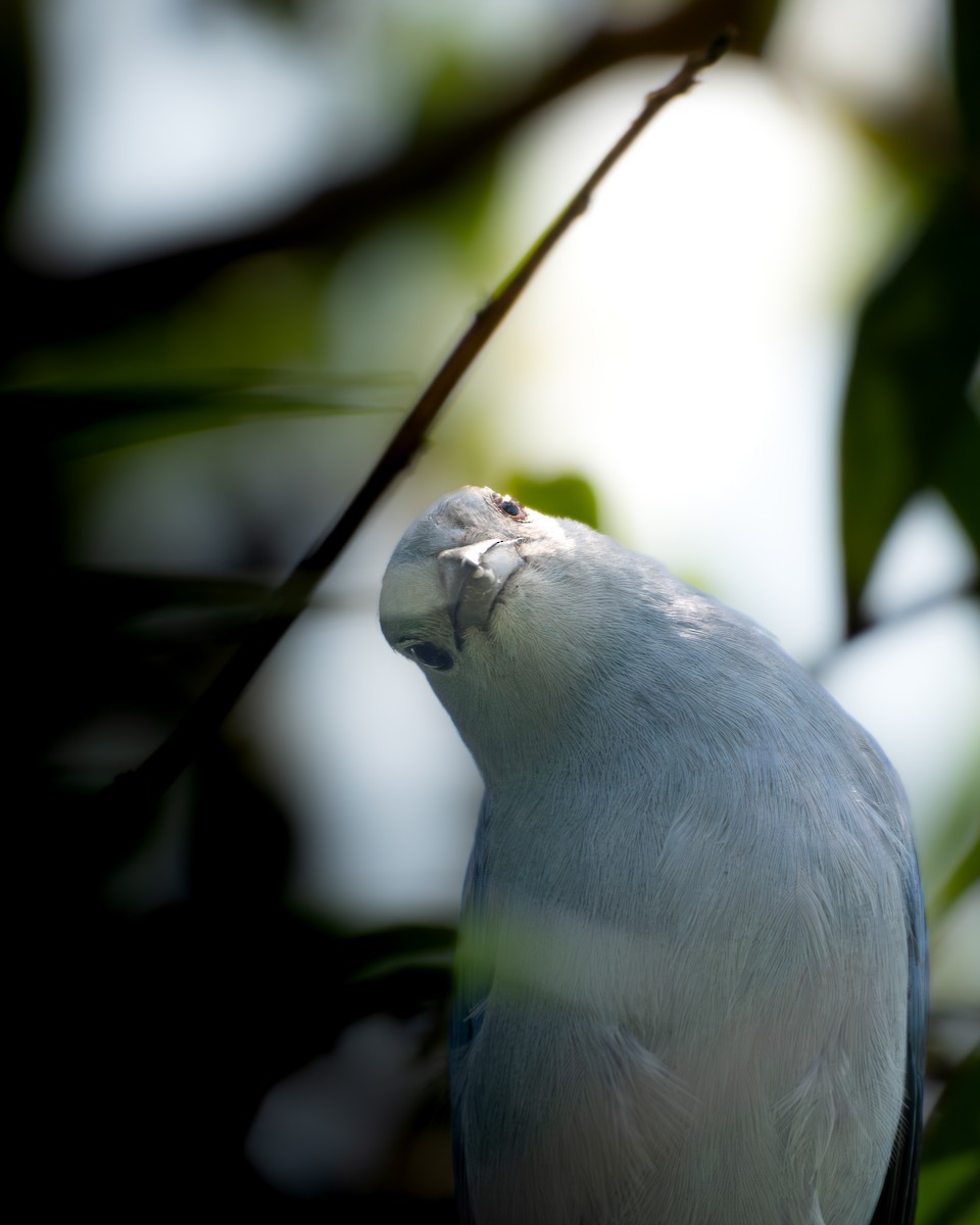 Blue-gray Tanager - ML621875405