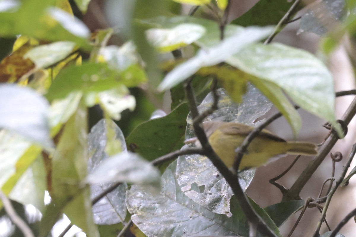 Dusky-capped Greenlet - ML621875411